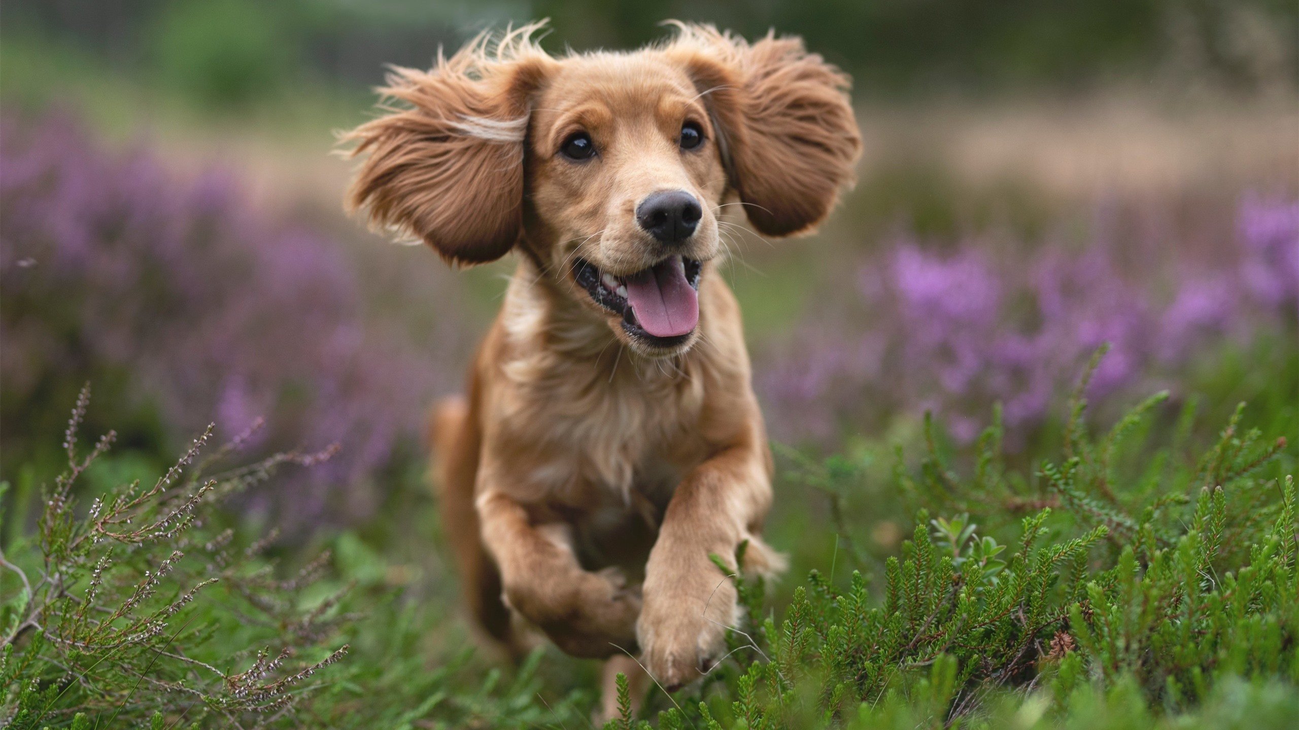 中国女篮训练体系更加完善,中国女篮训练赛