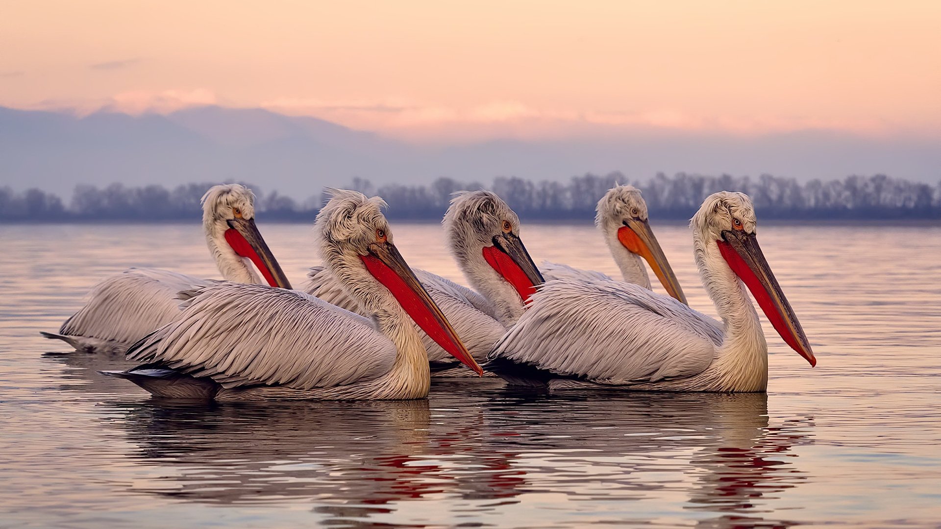 乐鱼电竞在线平台-五大联赛射手因伤退出对冠军形势的实际影响，五大联赛射手排名