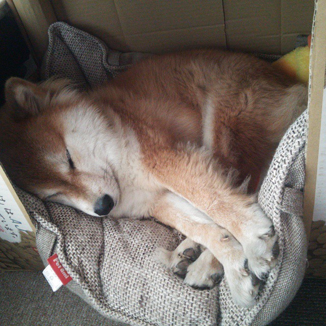 北京鸭后卫线发力带动整体进攻节奏,北京鸭队