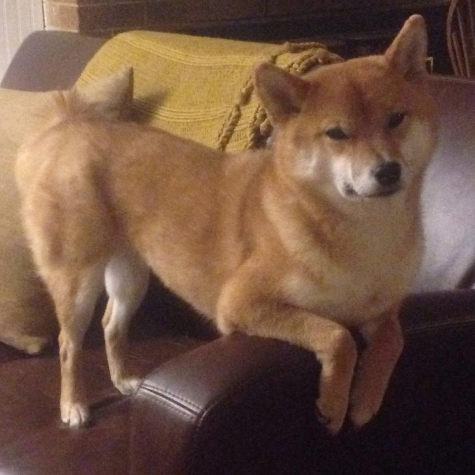 篮球基层联赛引发学生参赛热潮,组织篮球联赛