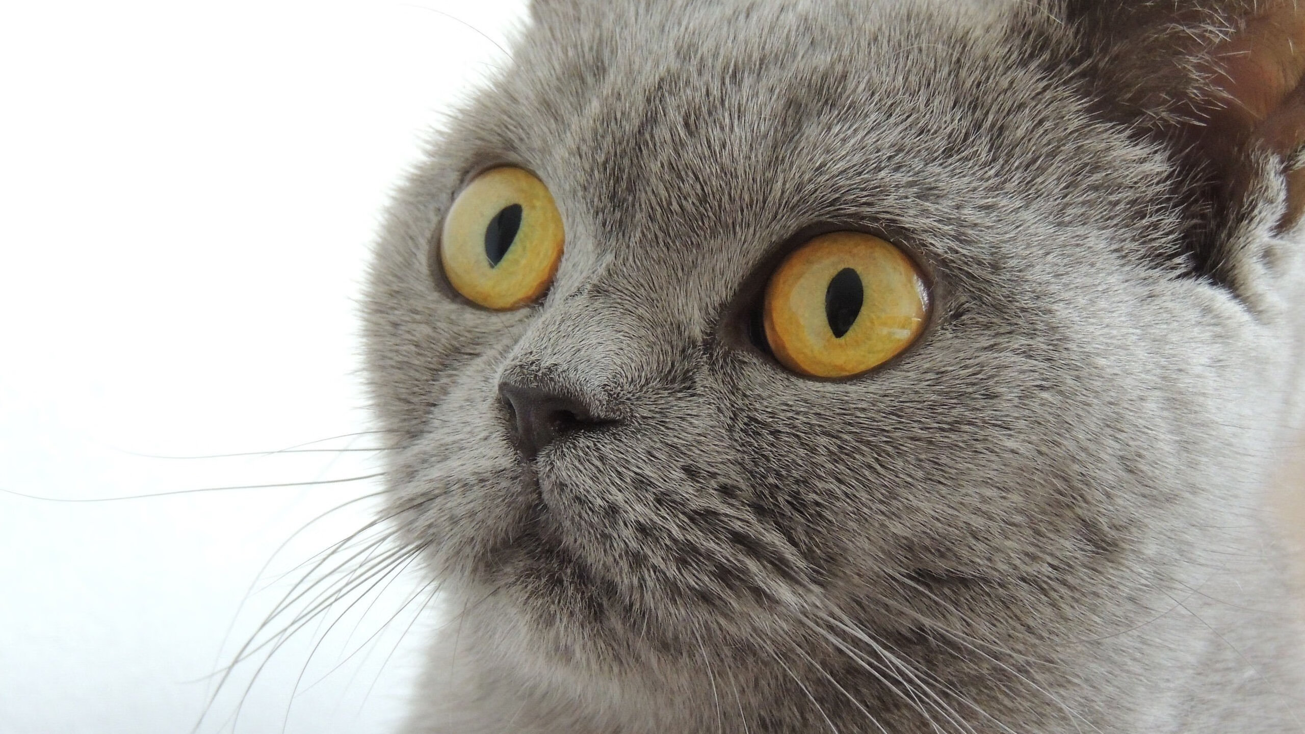 英雄联盟辅助选手高光操作引发全网热议,lol高段位辅助