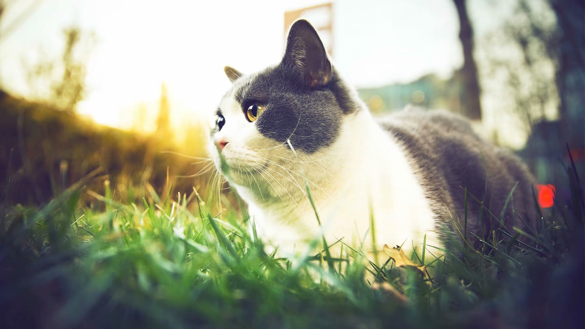 青训项目支持多学科融合教育理念,青训项目支持多学科融合教育理念的建议