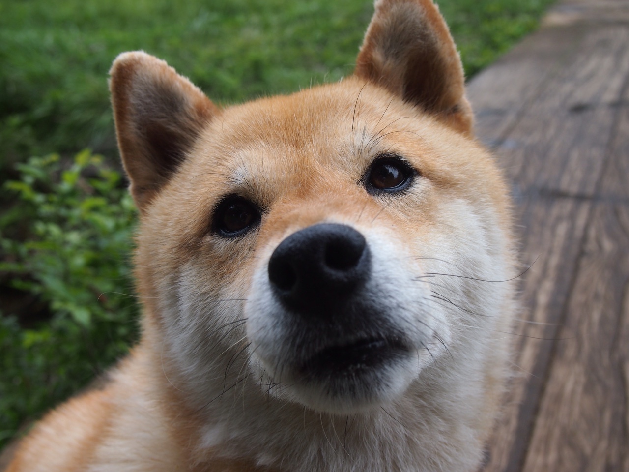 “尼古拉斯·桑特基的进攻组织与防守配合,推动美洲狮队向前迈进”