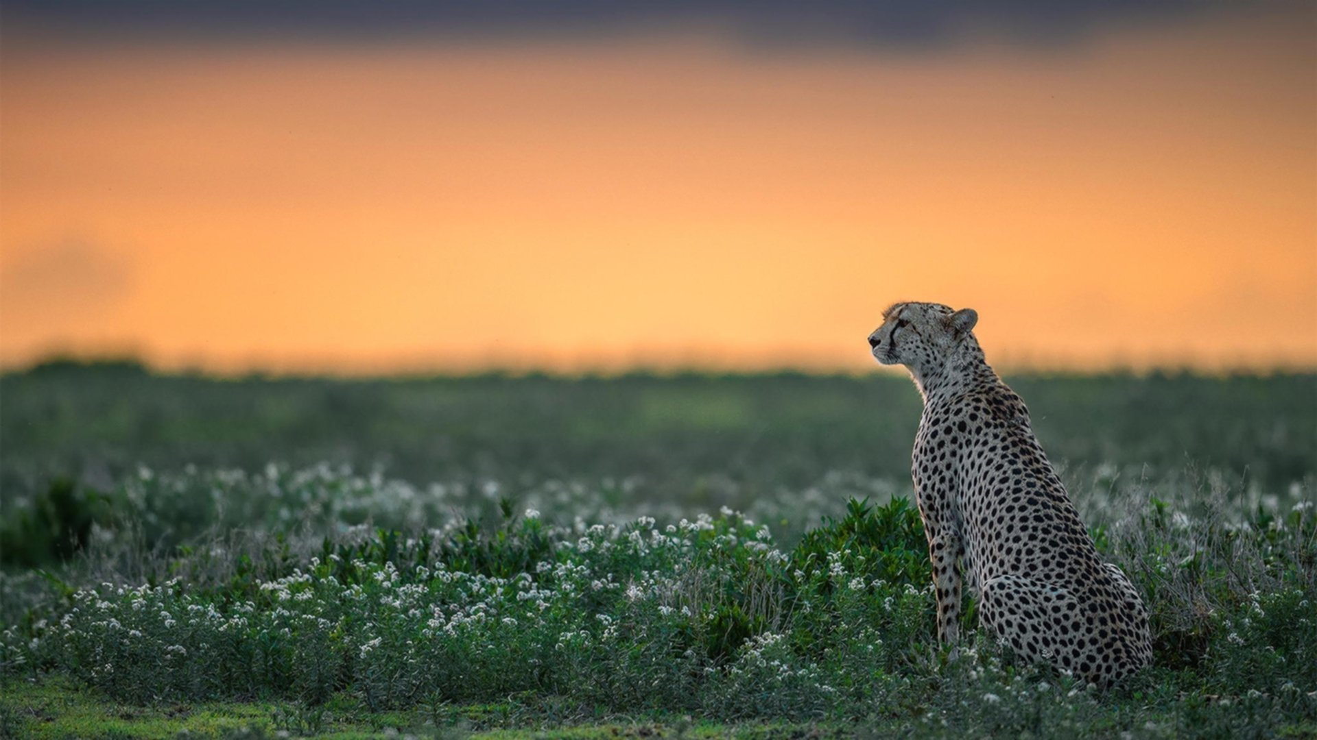 “马科斯·梅特罗的全能技巧,助力美洲狮队在世界赛场中崭露头角”