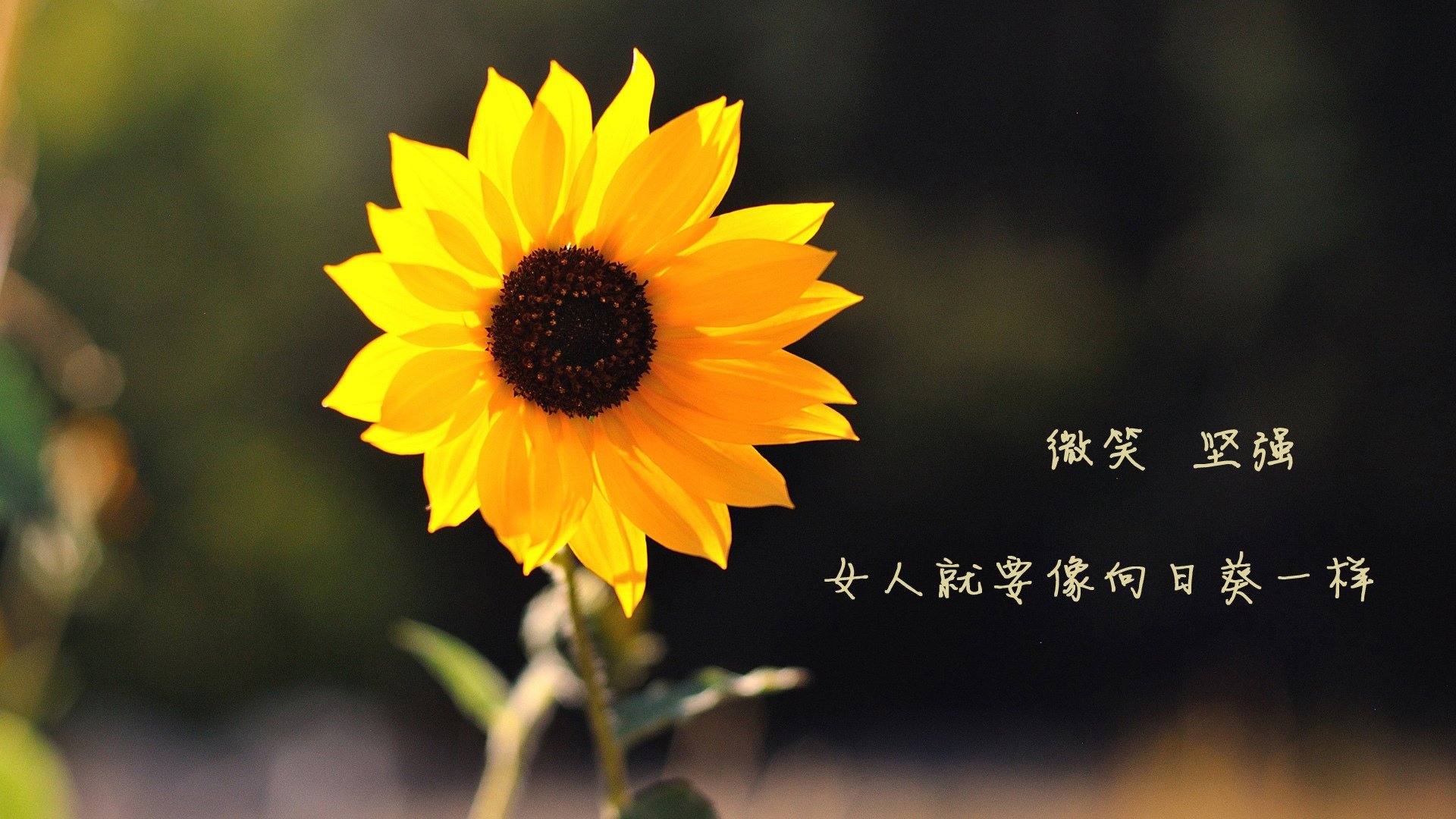 国内外专家齐聚篮球发展论坛探讨行业前沿趋势与挑战,篮球运动国外研究现状