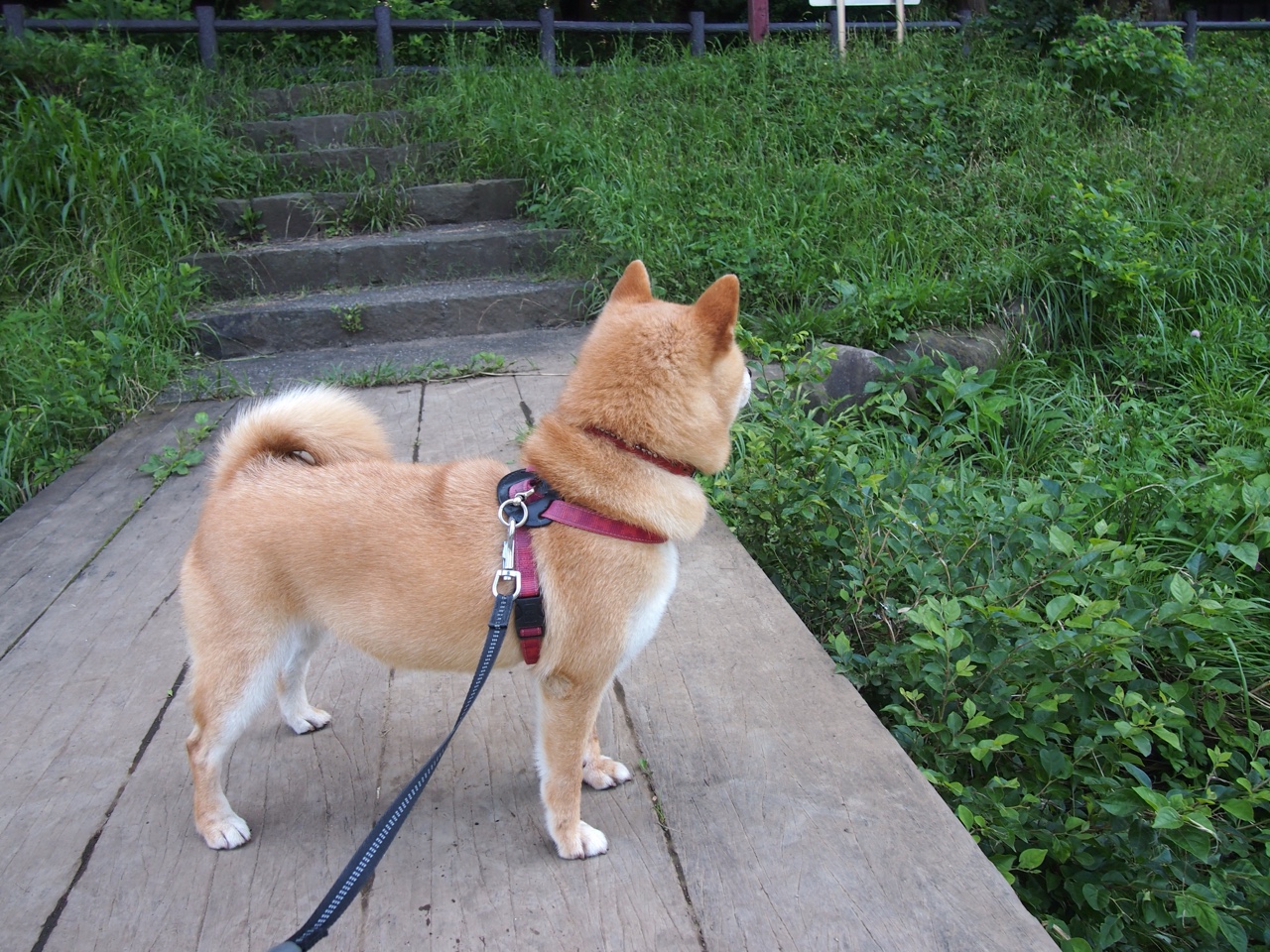 德甲火力全开:攻势雷霆万钧