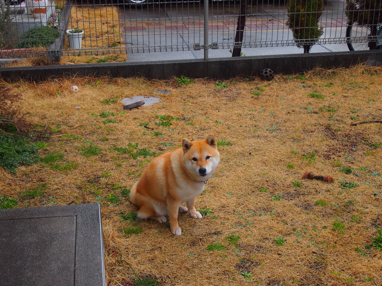 法甲未来之星:新星闪耀,未来可期!,faf未来之星