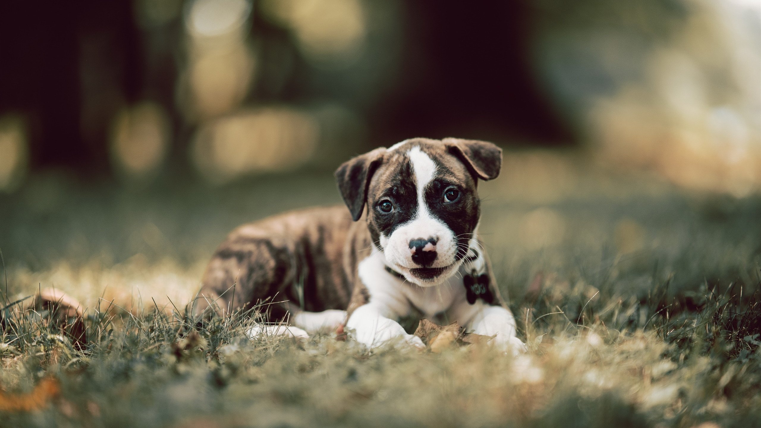 西甲顶级射手：神级进球点燃战火！，西甲射手排名